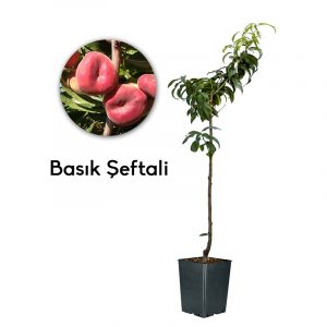 Şeftali Basık