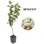 Beyaz Dut
