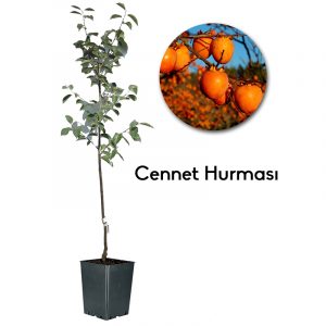 Cennet Hurması