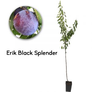 Erik Black Splender