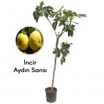 İncir Aydın Sarısı