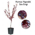 Kırmızı Yapraklı Süs Eriği