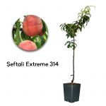 Şeftali Extreme
