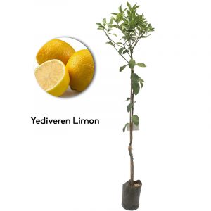 Yediveren Limon