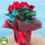 Begonia Elatior - Begonya