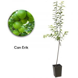 Can Erik
