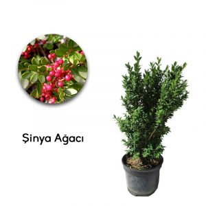 Şinya - Sakız Ağacı