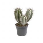 Polaskia Chichipe
