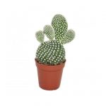 Opuntia mic. albispina