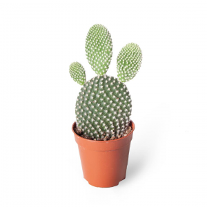 Opuntia mic. albispina