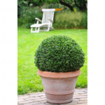 Ilex Cretana