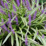 Çim Zambağı - Liriopre Muscari