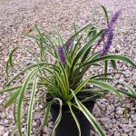 Çim Zambağı - Liriopre Muscari