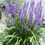 Çim Zambağı - Liriopre Muscari