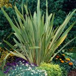 Phormium Yeşil