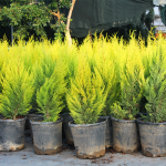 Limoni Selvi 40-60cm