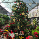 Araucaria Yılbaşı Çamı 50cm