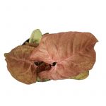 syngonium kelebek