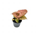 syngonium kelebek