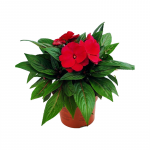 Kırmızı Impatiens