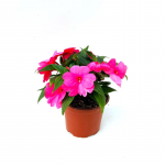 Pembe Impatiens