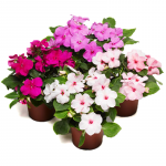 Cam Güzeli - Impatiens