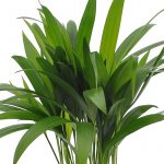 Areka Palmiyesi – Areca Lutescens