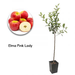 Elma Pink Lady