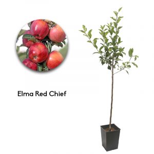 Elma Red Chief