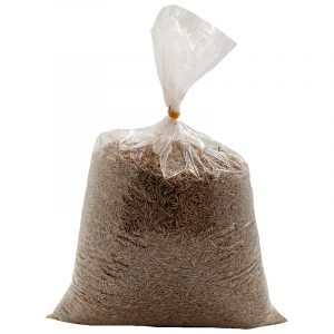 Çim Tohumu Festuca