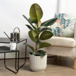 Kauçuk Çiçeği Ficus Robusta