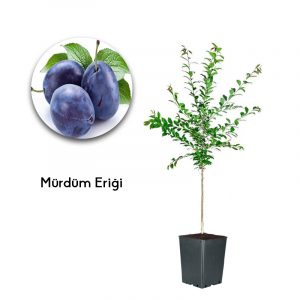 Mürdüm Eriği