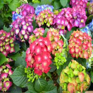 ortanca çiçeği hydrangea