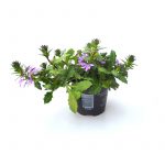 Scaevola Yelpaze Çiçeği