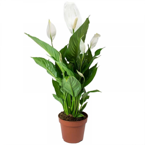 Spathiphyllum Silvana 21cm-80cm