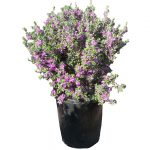 Leucophyllum Lavender