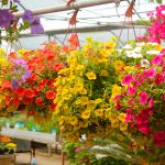 Calibrachoa Askılı Saksı
