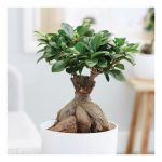 Ficus Ginseng Bonsai