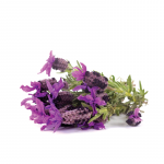 lavandula stoechas