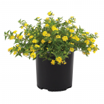 Sarı Lantana