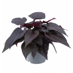 Hipomaya Kalp Yaprak