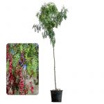 california peppertree