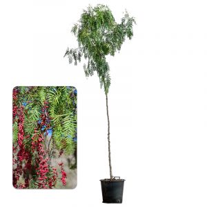 california peppertree