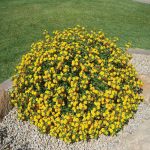 Sarı Lantana
