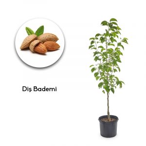 diş bademi