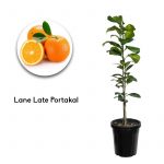 Lane Late Portakal