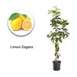 Limon Zagara