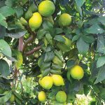 Limon Zagara