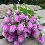 globe amaranthus