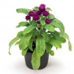Düğme Çiçeği (Gomphrena) 10.5cm